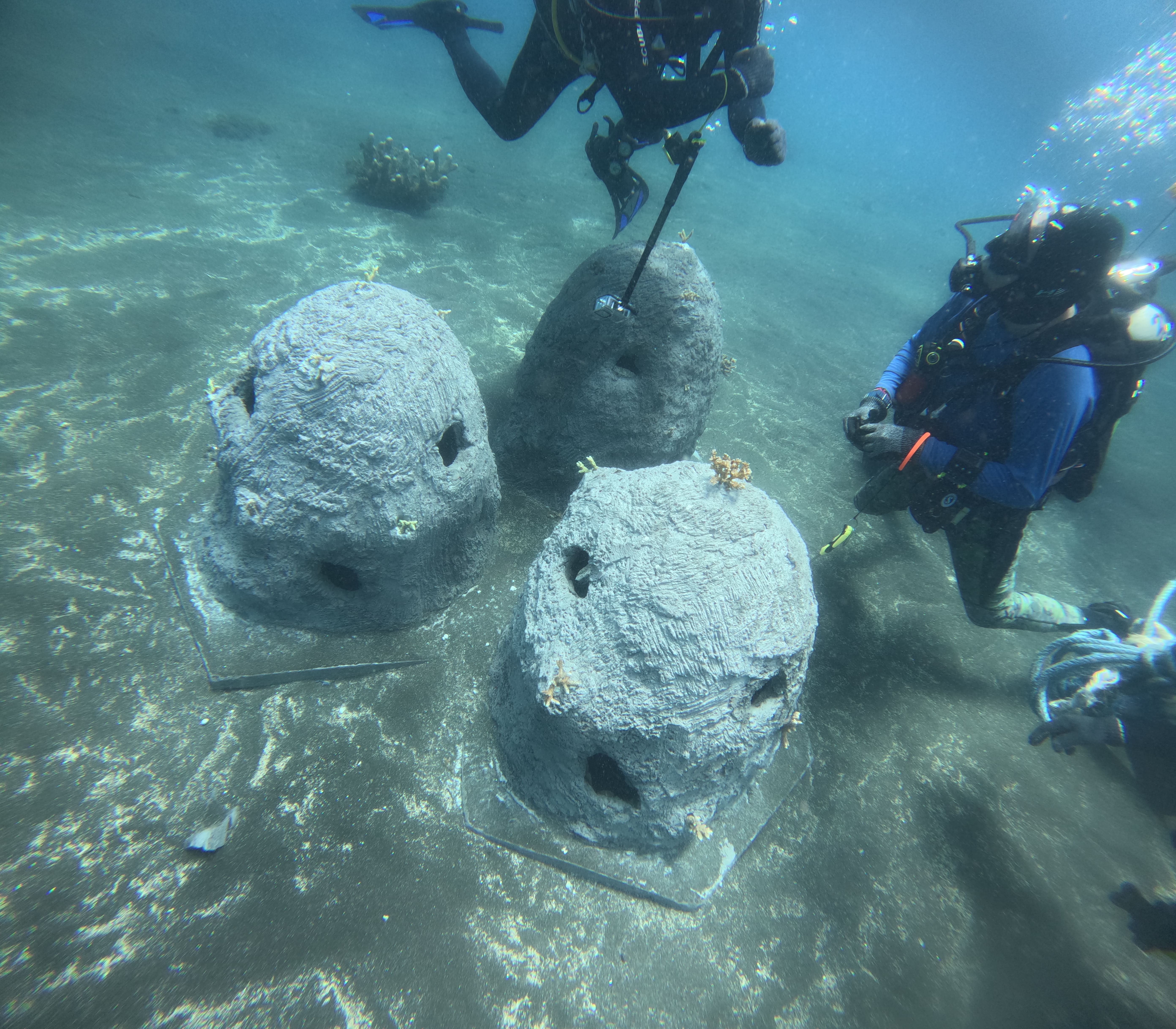 Coral Conservation 3