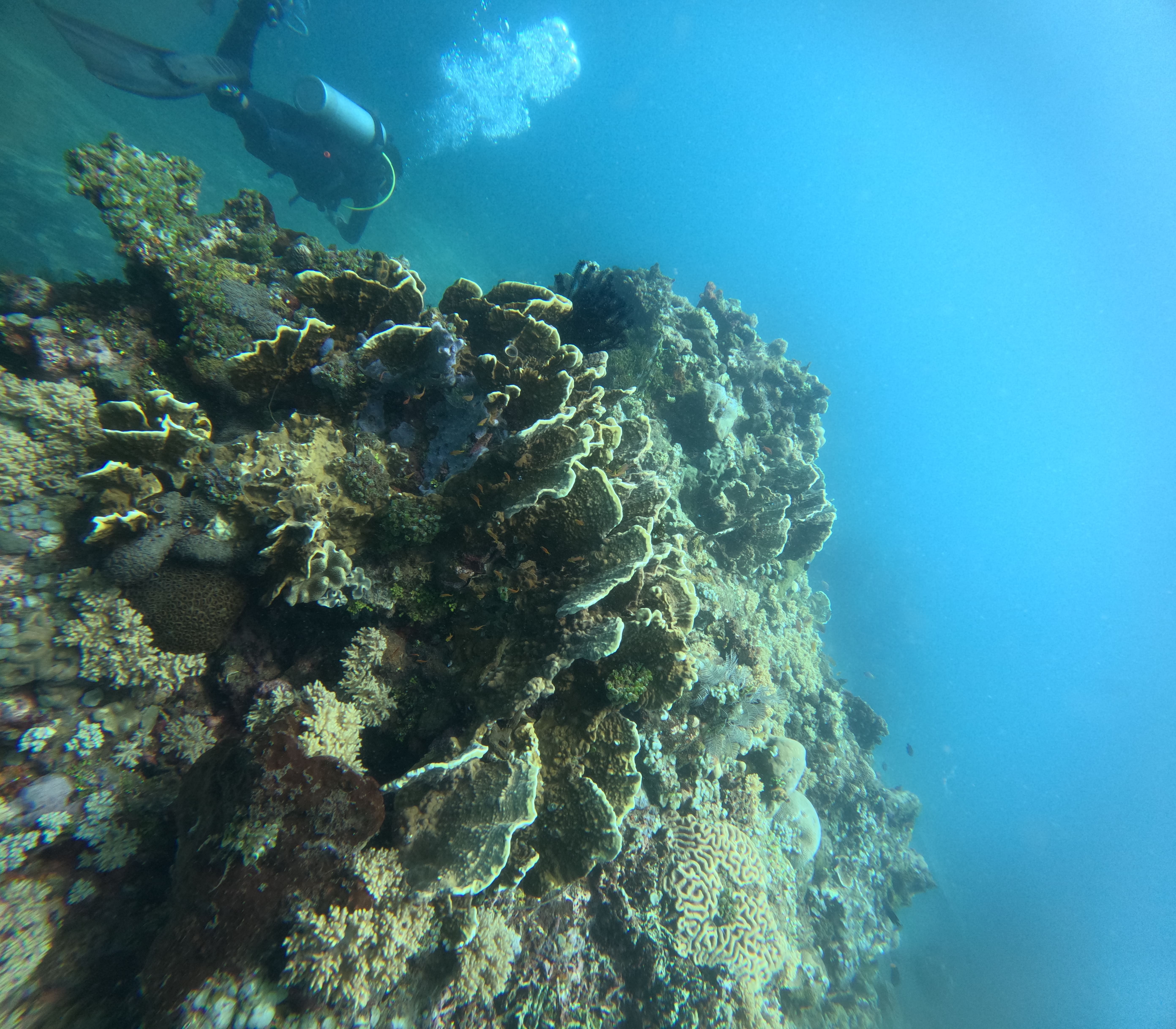 Underwater Panorama 1