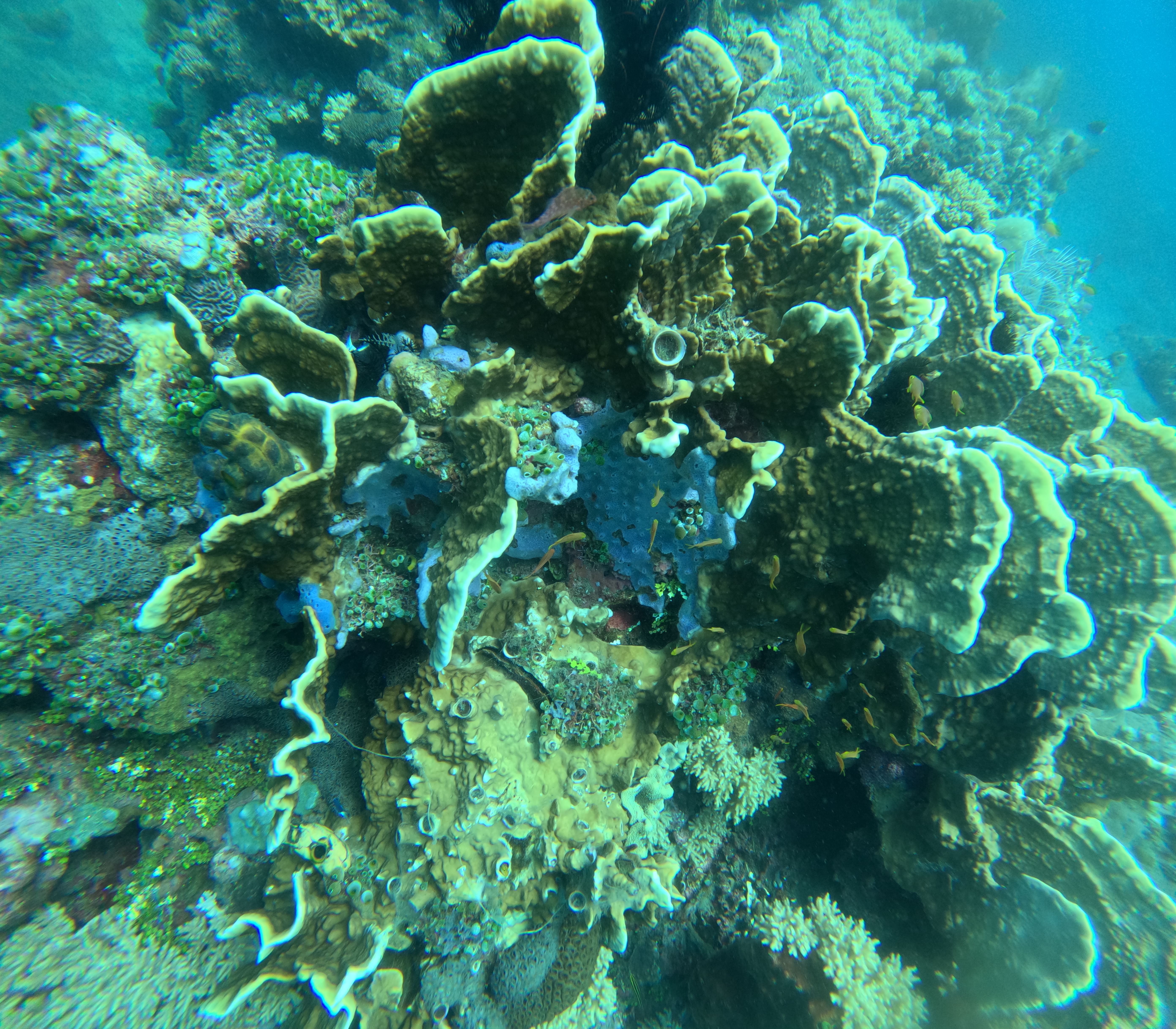 Underwater Panorama 2